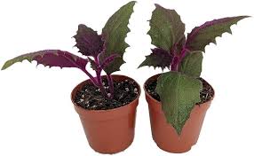 Image result for Gynura