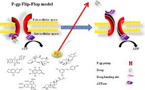 Image result for P-Glycoprotein
