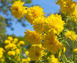 Желтые цветы как называются