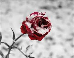 Red Rose Snow Aesthetic Tumblr Google Search Rosen Blumen Natur
