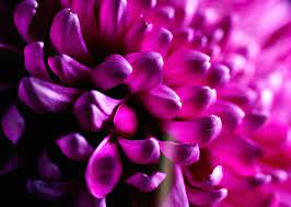 Dahlia Flower Celebrate What Makes You Different Seek Out The New Pleasures In Life And Keep Moving Through The Challeng Dahlia Flower Flower Meanings Dahlia
