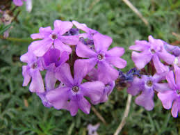 Image result for Verbena × teasii