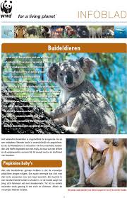 1024 x 724 jpg pixel. Infoblad Buideldieren Piepkleine Baby S Pdf Free Download