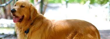 Golden retriever puppies pittsburgh rescue. Golden Retriever Rescue San Diego Petsidi