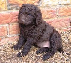 They are often used as family dogs. 18 Curly Hair Retriever Ideas Dogs Retriever Puppies