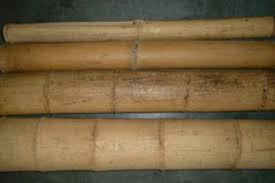 Large Bamboo Poles & Sticks – Moso Bamboo for Sale