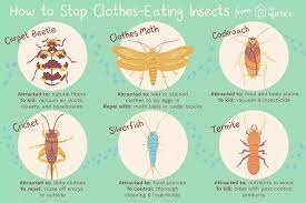 The lady bugs got 95% of them. How To Control And Identify Bugs That Eat Clothes