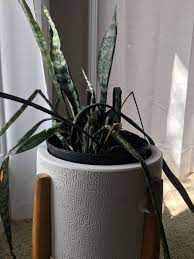The Complete Guide To Caring For Your House Plants Snake Plant Edition Snake Plant Indoor Snake Plant Snake Plant Care