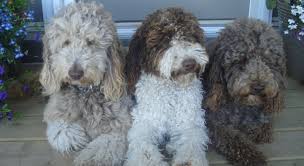 The 14 Different Colors Of The Australian Labradoodle