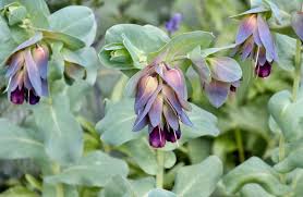 Climbing flowers for shaded areas. Solving The Dry Shade Problem Otago Daily Times Online News