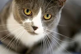 ‪Cats are cute, furry, cuddly — and an invasive alien species‬‏