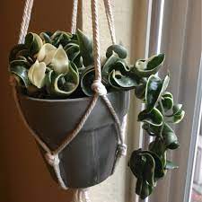 Maybe you would like to learn more about one of these? Hoya Carnosa Compacta Variegata Variegated Hindu Rope In Gardentags Plant Encyclopedia