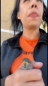 Keep Birds Awat from Dog Water