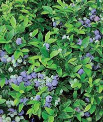 Blueberry Top Hat Fruit Plants At Burpee Com Blueberry Plant Plants Fruit Plants