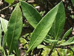 Image result for Cordia sinensis