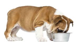 8 weeks to 12 months are the perfect time to feed your baby dog with the royal canin bulldog puppy dry food. Feeding A Bulldog Puppy Our Complete Guide