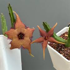 Image result for Hibiscus schinzii