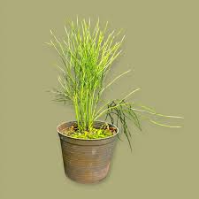 Image result for Psilotrichum