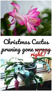 For some households with limited space, a bushy christmas cactus sometimes becomes an irritant. I Pruned The Christmas Cactus Feathers In The Woods
