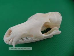 Echter Dachs Schadel Badger Skull Praparat Knochen Raubtier Skelett 62 5 6