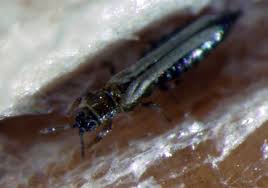 Image result for Onion Thrips