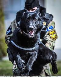 Bagheera The Hungarian Police Dog Military Working Dogs Military Dogs Working Dogs