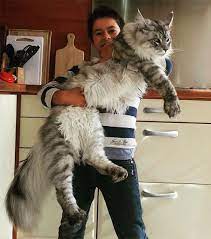 Et enfin, le chat le plus gros du monde, katy vient de russie (plus rien de nous étonne.) et pèse 23kg. Maine Coon 16 Gros Chats Majestueux Qui Vont Faire Complexer Vos Chats