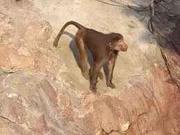 Documents similar to animal welfare act 2015 of malaysia. Animal Welfare In Egypt Wikiwand