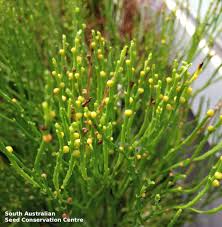 Image result for Psilotaceae