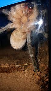 Check spelling or type a new query. Aphonopelma Seemanni Male Or Female Arachnoboards