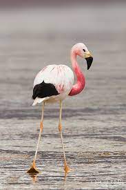 flamingo portrait flamingo pet birds pink flamingos