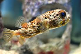 Porcupine Puffer Fish Puffer Fish Aquarium Fish Dangerous Fish