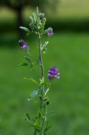 Image result for Medicago sativa