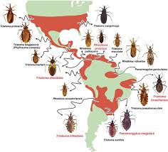 Image result for Triainolepis