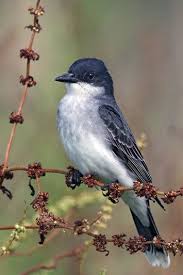 Red Birds Of East Texas Eastern Kingbird Birds Beautiful Birds Bird Feathers