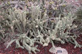 Image result for Opuntia imbricata