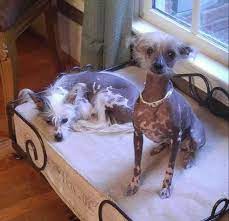 Adopt Cresty Girl On Petfinder Chinese Crested Dog Chinese Crested Cute Dogs