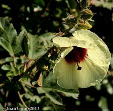 Image result for Hibiscus surattensis