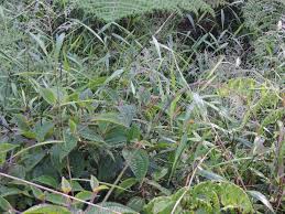 Image result for Panicum trichocladum