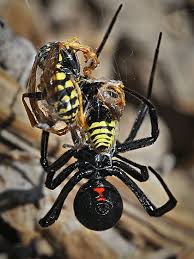 Widow spiders are fascinating, often misunderstood animals. Black Widow Attracts And Kills Two Male Polistes Dominula Latrodectus Hesperus Bugguide Net