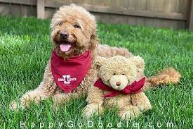 Create a unique personalised gift with your favourite photo and text, order now! Golden Retriever Teddy Haircut Novocom Top