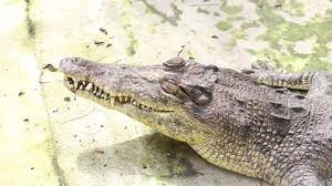 Buaya merupakan hewan buas yang dipakai sebagai simbol oleh beberapa suku. Buaya Stock Video Footage 4k And Hd Video Clips Shutterstock
