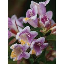 Image result for Geigeria engleriana