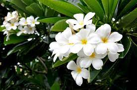 The floral aroma is used in china to scent jasmine teas, and jasmine flowers adorn leis in the hawaiian islands. 34 Most Fragrant Flowers According To Gardeners Balcony Garden Web