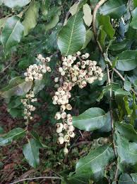 Image result for Eucalyptus torelliana