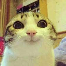 Top 10 Cute Happy Cat Pictures Funny Cat Pictures Cute Animals Funny Animal Pictures