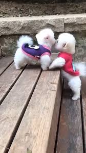 And now authorities in kyrgyzstan say it's under their full control. Huge Clearance Down To 0 99 Video Cute Animals Cute Baby Animals Cute Dogs