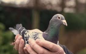 Former bosnian serb military chief ratko mladic sits in the court room in the hague, netherlands, tuesday, june 8, 2021, where the united nations court delivers its verdict in the appeal of mladic against his convictions for genocide and other crimes and his life sentence for masterminding atrocities throughout the bosnian war. Milijon Evrov Vreden Golob Svet24 Si