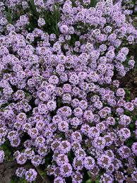 Image result for Thesium cymosum