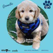 These Groodle and Cavoodle puppies are ready to meet their new families! 💛  These are the last Groodles we'll have for quite a while, so if you've been  waiting for one… now's